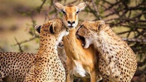 The real story behind the viral photo of cheetahs preying on an impala