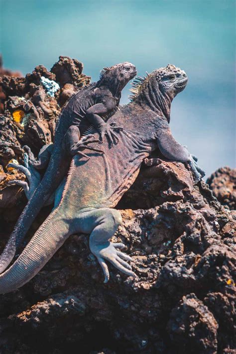 Unique Galapagos Islands Animals in Photos | BM Global News