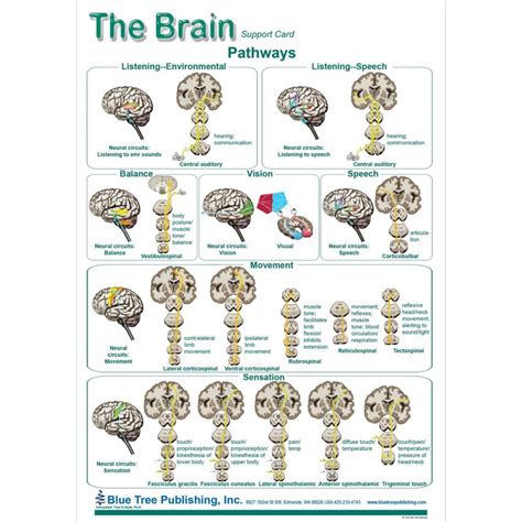 Brain and Brain Disorders Anatomical Chart