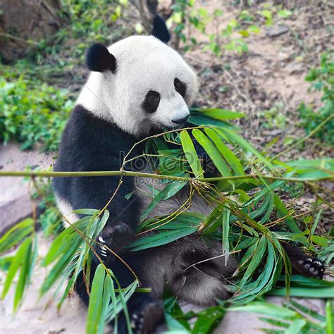 Panda Eating Bamboo Picture And HD Photos | Free Download On Lovepik