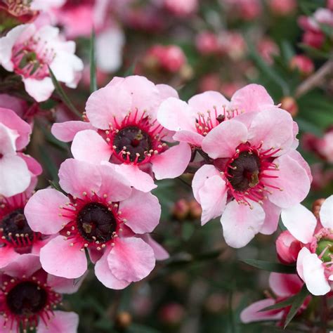 Leptospermum scoparium 'Coral Candy' - Beechmount Garden Centre