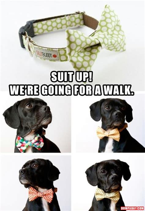 funny dog collars - Dump A Day