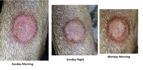 Ringworm In Dogs: How To Spot, Treat, And Prevent AZ Animals | ckamgmt.com