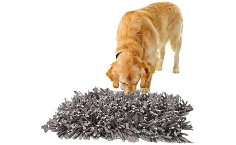 14 Best Dog Anxiety Toys to Keep Your Dog Calm - Canine Campus Dog ...