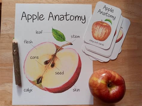 Apple Anatomy Set Poster Cards Homeschool Preschool | Etsy