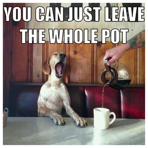 Happy Wednesday! #mornings #pets | Funny animals, Cute animals, Dogs