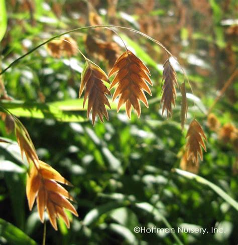 Chasmanthium latifolium River Oats | Dry shade plants, Warm season grass, Cool plants