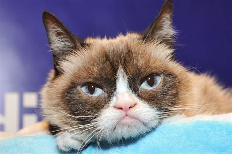 Report that Grumpy Cat made $99.5 million in two years is "completely ...