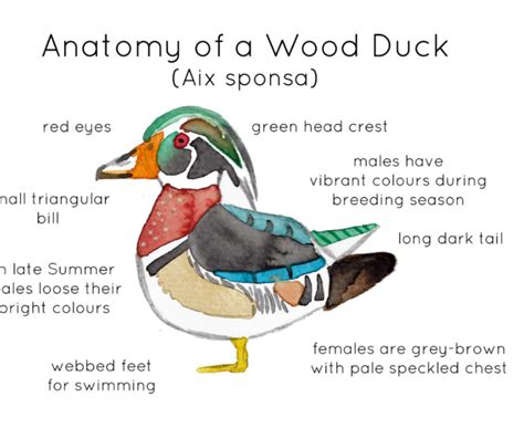 Anatomy of a Wood Duck by Teach Simple