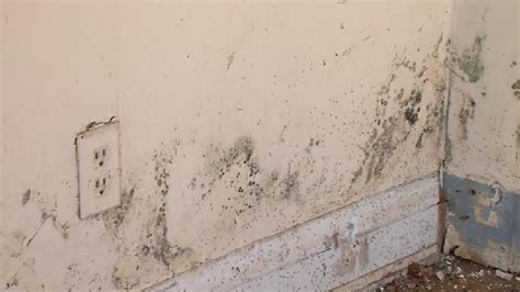 Mold posing health threat to flood victims