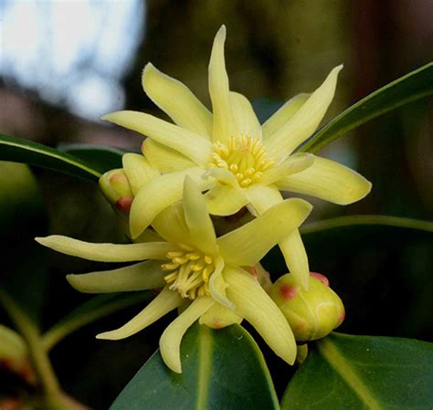 Alluring Illiciums - Northwest Horticultural Society | Northwest Horticultural Society