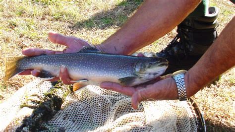 Panthertown Valley is special for wild brook trout fishing