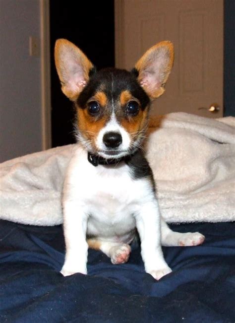 Chihuahua Fox Terrier Corgi Mix - Pets Lovers