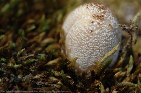 The secret life of mushrooms | Multitude | Flickr