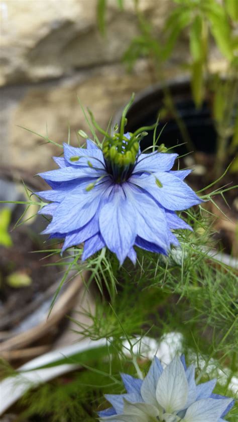 Plant Spotlight: Love-in-a-Mist (Nigella Damascena)