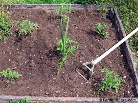 In My Kitchen Garden: How To Use a Scuffle Hoe to Weed the Vegetable ...