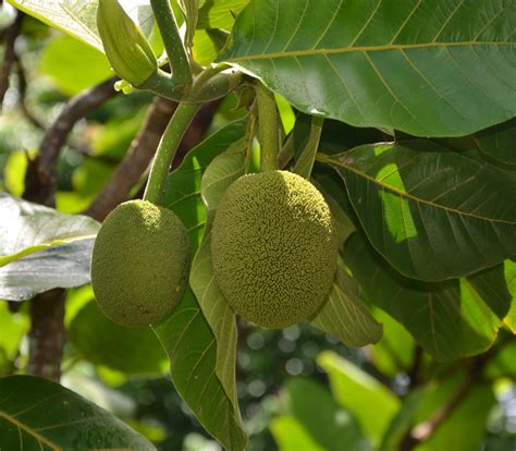 Marang - Artocarpus odoratissimus