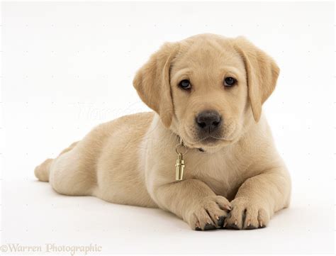 🔥 [50+] Labrador Puppies Wallpapers | WallpaperSafari