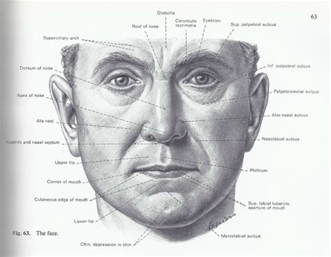 Your face is very similar to my face, by creation. | Anatomy for ...