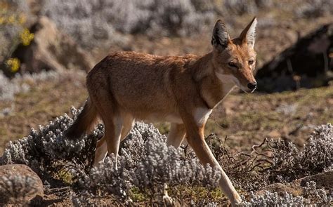 Lobo etíope. Hallan el único fósil conocido de esta rara especie- Grupo ...