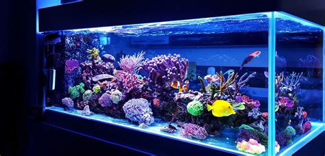 Aquarium Dimensions & Weight: Length, Width, & Height