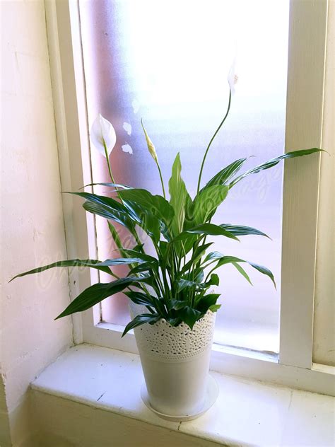 1 Peace Lily Indoor Plant in Lace / Floral Pot Spathiphyllum House Air Cleaner | eBay