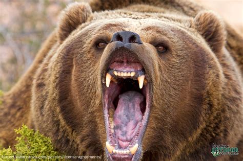 FWP News: Grizzly bear killed by Whitefish men in self defense - Montana Hunting and Fishing ...
