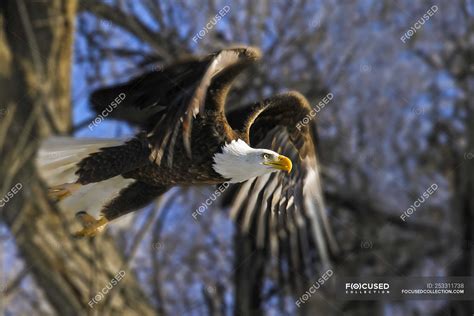 American Bald Eagle taking flight from a tree — stump, ornithology ...