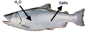 Salmon Osmoregulation