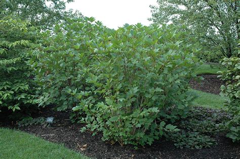 Viburnum trilobum jn select - Great Plains Nursery