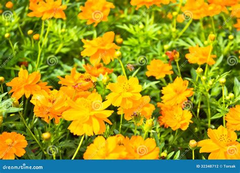 Yellow Cosmos flower stock photo. Image of asia, cosmos - 32348712