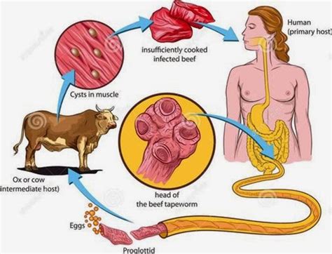 Beef tapeworm, Lifecycle, Clinical Signs, Diagnosis and Treatment