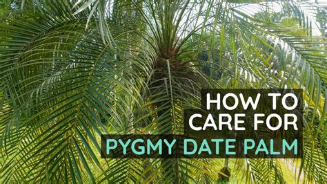 Pygmy Date Palm Care Tips: How to Keep Your Plant Healthy - YouTube