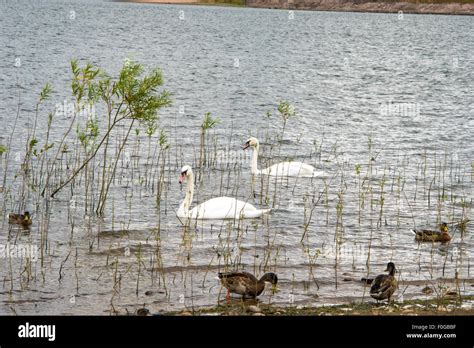 Chasewater Country Park lichfield, Staffordshire, UK Stock Photo - Alamy