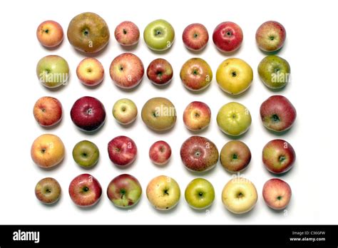 Overview of different old apple varieties Stock Photo - Alamy