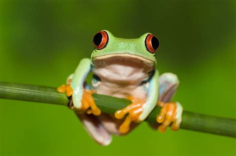 Tree Frog - Best Animals