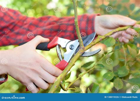 Gardener Pruning Climbing Roses with Garden Pruning Scissors in Autumn ...