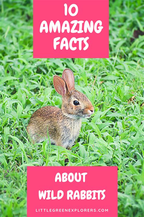 10 amazing facts about wild rabbits | Wild rabbit, Rabbit facts, Wild bunny