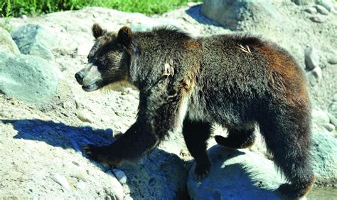 New grizzly at Pocatello Zoo knows her place | Members | idahostatejournal.com