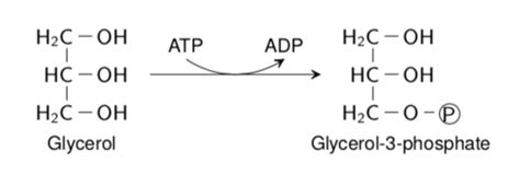 Synthesis of Complex Lipids Flashcards | Quizlet