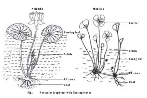 Hydrophytes And Classification of Hydrophytes