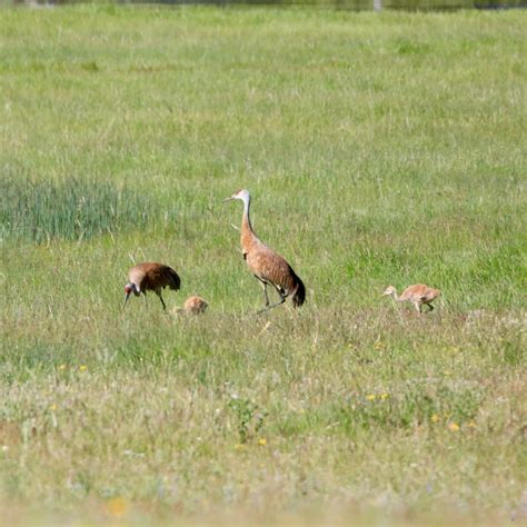 Sandhill Crane Migration - Bird Watching Academy