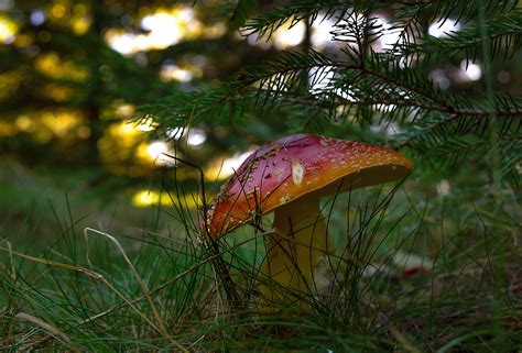 Red Mushroom on Behance