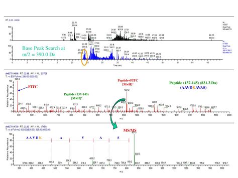 PPT - FITC PowerPoint Presentation, free download - ID:3863102