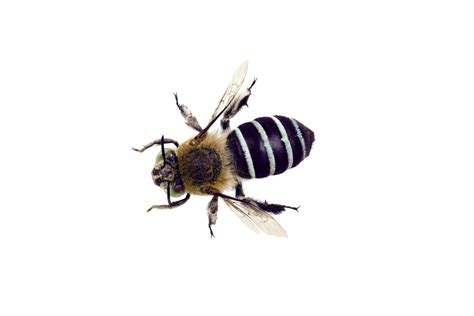 A quick look at Australia native bees – The Bee Store