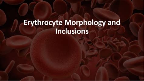 The quizzes about Erythrocyte Morphology and Inclusions - MedQuizzes