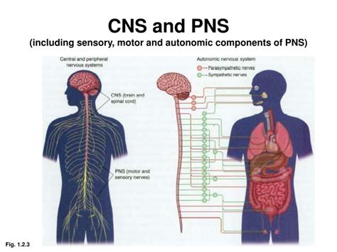 PPT - Phineas Gage Brain damage caused profound psychological changes ...