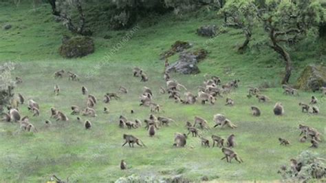 Gelada baboons - Stock Video Clip - K004/5357 - Science Photo Library