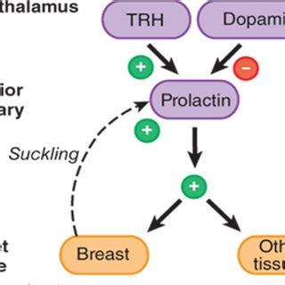 Immunological role of prolactin (PRL): PRL is inhibited by PRL... | Download Scientific Diagram