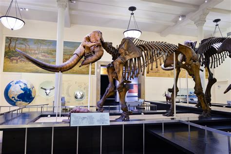 Climate Change Drove Mastodons to Migrate Vast Distances Back and Forth ...